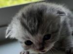 Whiskers Litter - British Shorthair Kitten For Sale - Bellingham&comma; WA&comma; US