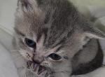 Whiskers - British Shorthair Kitten For Sale - Bellingham&comma; WA&comma; US