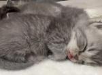 Whiskers - British Shorthair Kitten For Sale - Bellingham&comma; WA&comma; US