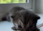 Whiskers Kittens - British Shorthair Kitten For Sale - Bellingham&comma; WA&comma; US