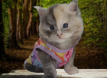 Blossom blue eyed tortoiseshell - Maine Coon Kitten For Sale - Providence&comma; RI&comma; US