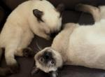 LUNA - Siamese Kitten For Sale - 