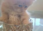 Lucy - Domestic Kitten For Adoption - NV&comma; US