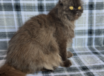 Jane - Persian Cat For Sale - 