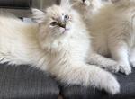 Serevinas - Siberian Kitten For Sale - MI&comma; US