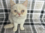 Snowball - Exotic Kitten For Sale - 