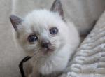 Trooper - Ragdoll Kitten For Sale - Dunnellon&comma; FL&comma; US
