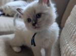 Blue Collar - Ragdoll Kitten For Sale - Dunnellon&comma; FL&comma; US