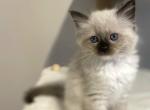 Ragdoll Girl Seal Point mitted TICA registered - Ragdoll Kitten For Sale - 