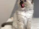 Ragdoll Girl Seal Point mitted TICA registered - Ragdoll Kitten For Sale - Southwick&comma; MA&comma; US
