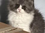 Baw - Persian Kitten For Sale - Williamstown&comma; NJ&comma; US