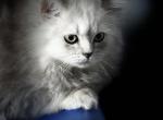 Zoke - Persian Kitten For Sale - Williamstown&comma; NJ&comma; US