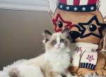 Hippy - Ragdoll Kitten For Sale - Saint Clair&comma; MI&comma; US