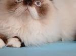 NEUTERED Himalayan young adult - Persian Cat For Sale - PA&comma; US