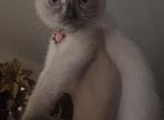 Stormi - Siamese Kitten For Sale - Bronx&comma; NY&comma; US