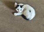 Syan Sticky and OJ - Domestic Kitten For Sale - Hemby&comma; NC&comma; US