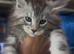 Bo - Maine Coon Kitten For Sale - 