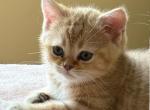 Lucas - Scottish Straight Kitten For Sale - MA&comma; US