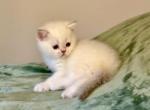 Sam - Scottish Straight Kitten For Sale - MA&comma; US