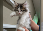 Maine coons - Maine Coon Kitten For Sale - Monroe&comma; OH&comma; US