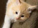 Quasi - Maine Coon Kitten For Sale - 