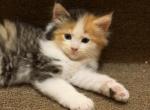 Kimchi - Maine Coon Kitten For Sale - Elmhurst&comma; NY&comma; US