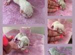 3 Kats Ravishing Ragdolls - Ragdoll Kitten For Sale - Lancaster&comma; PA&comma; US