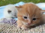 Firecracker - Minuet Kitten For Sale - West Branch&comma; MI&comma; US
