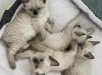 Xena - Siamese Kitten For Adoption - Manhattan&comma; KS&comma; US