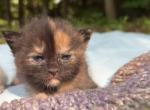 Reece - Minuet Kitten For Sale - West Branch&comma; MI&comma; US
