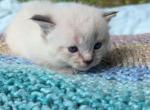 Skye - Minuet Kitten For Sale - West Branch&comma; MI&comma; US