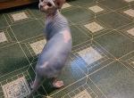 Belle - Sphynx Cat For Sale - Hagerstown&comma; MD&comma; US