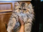 Ariel - Persian Kitten For Sale - Hagerstown&comma; MD&comma; US