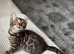 Rashimi - Bengal Kitten For Sale - Upper Sandsky&comma; OH&comma; US