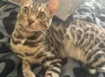 Sasha - Bengal Kitten For Sale - 