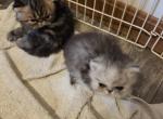 Violet's kittens - Persian Kitten For Sale - Greenville&comma; OH&comma; US