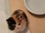Callie - Persian Kitten For Sale - Bourbonnais&comma; IL&comma; US