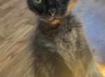 Polydactyl Mainecoons - Maine Coon Kitten For Sale - Peabody&comma; MA&comma; US