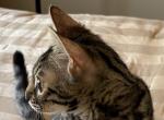 Mississippi - Bengal Kitten For Sale - Jackson&comma; CA&comma; US