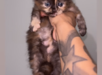 HappyPaws&lowbar;BX - Scottish Fold Kitten For Sale - Bronx&comma; NY&comma; US