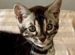 Man In Black - Bengal Kitten For Sale - Jackson&comma; CA&comma; US