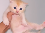 HappyPaws&lowbar;BX - Scottish Fold Kitten For Sale - Bronx&comma; NY&comma; US