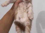 HappyPaws&lowbar;BX - Scottish Fold Kitten For Sale - Bronx&comma; NY&comma; US