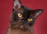 Elevate Your Cattery on the FIFe International - Maine Coon Kitten For Sale - DC&comma; US