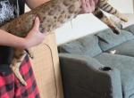 Lily - Bengal Cat For Sale/Retired Breeding - Dayton&comma; PA&comma; US