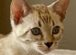 Sno Flurry - Bengal Kitten For Sale - 