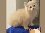 4th of July Kitten - Persian Kitten For Sale - Havre De Grace&comma; MD&comma; US