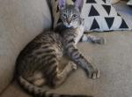 Luna - Savannah Cat For Sale/Retired Breeding - 