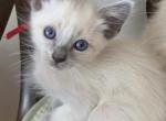 Balinese Boy Red collar - Balinese Kitten For Sale - 