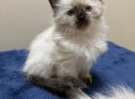 Ragdoll Seal Point Males - Ragdoll Kitten For Sale - 